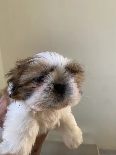 Shihtsu fêmea