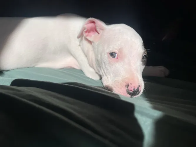 Vende se filhote de dogo argentino com pitbull 