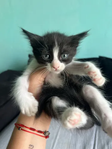 Gatinhos disponíveis para adoção