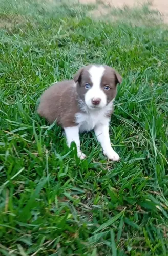 Filhotes border collie 