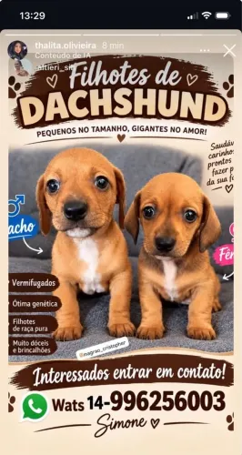Filhote de Dachshund