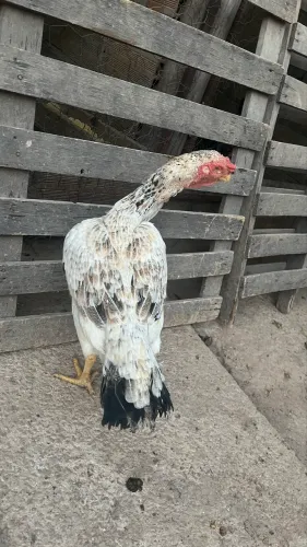 Galinha Índia bico curto porte grande?