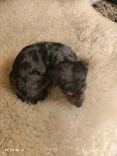 Basset dachshund 