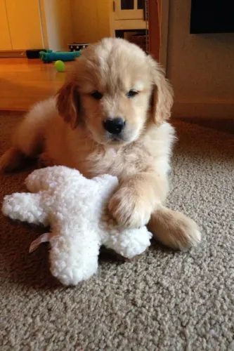 Golden Retriever