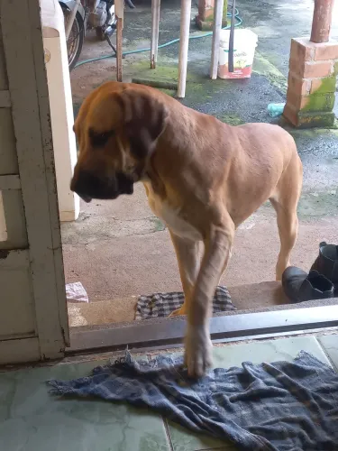 Fila Brasileiro Macho adulto