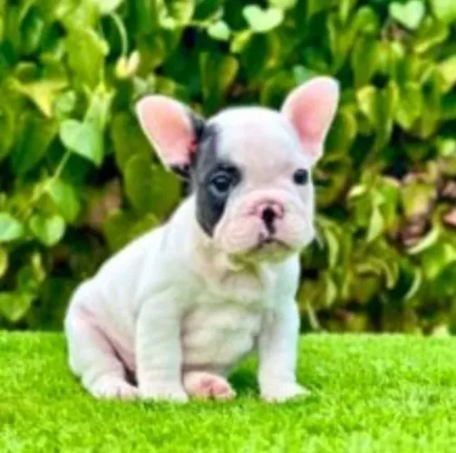 Bulldog Francês Filhotes Sensacionais.