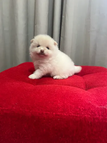 Filhote Macho de Spitz Alemão Anão (Lulu da Pomerânia)