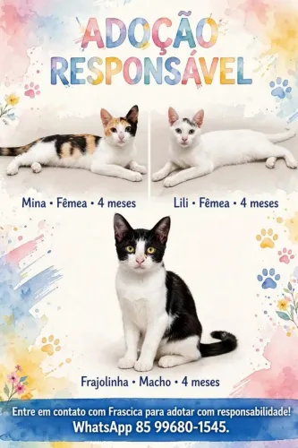 Gatos amáveis pra adoção responsável