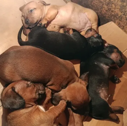 Filhotes de Basset Dachshund Machos cofap