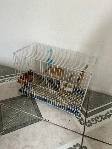 Gaiola Calopsita ou aves de porte médio!