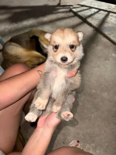 Vendo cachorrinho de raça