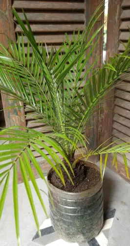 Palmeira fenix 