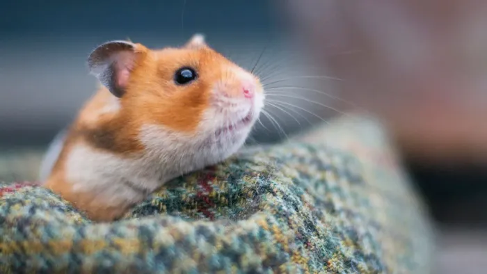 Hamisters