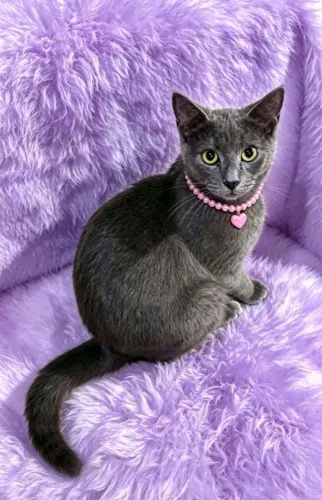 Gato fêmea mix de chartreax com 5 meses