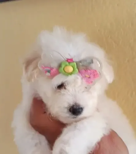 Linda Maltês fêmea 1200