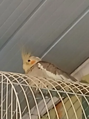 Vendo gaiola