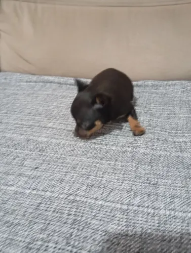Pinscher macho 