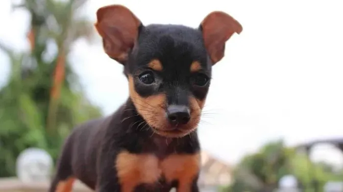 Neném Pinscher/Pincher super dócil brincalhão e saudável com contrato
