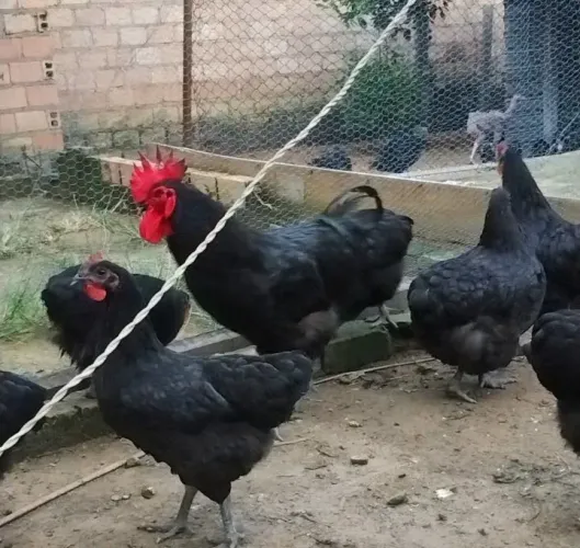 Ovos de gigante negro