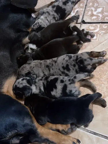 Dachshund