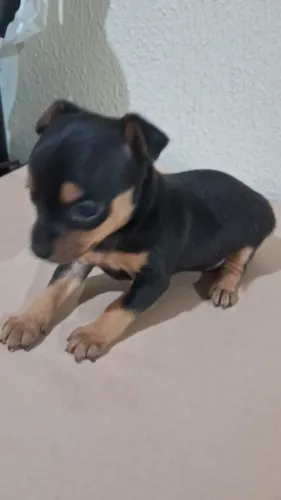 Que fofura ? fêmea e macho ?