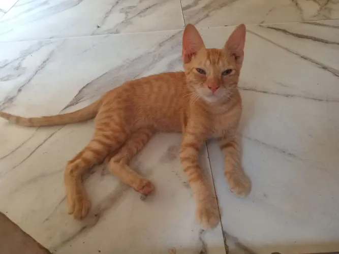 Gato laranjinha
