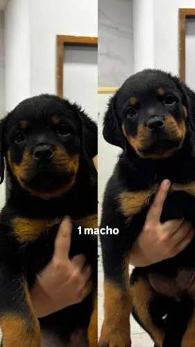 Filhote de Rottweiler