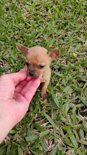 Filhotes de pinscher 