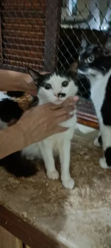 Doação de Gata Fêmea