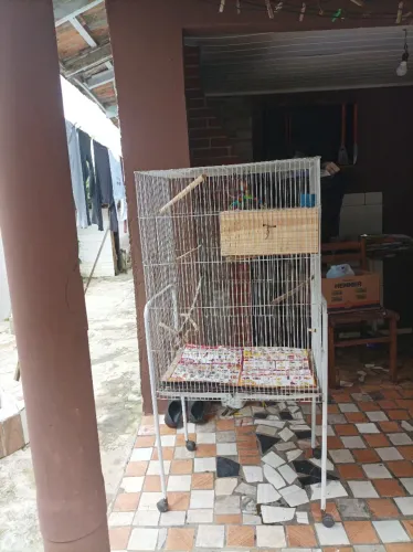 Vendo viveiro para passarinho ,altura 83, largura 62, lateral 44.Valor 200 reais