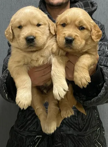 Golden Retriever - Filhote com pedigree 