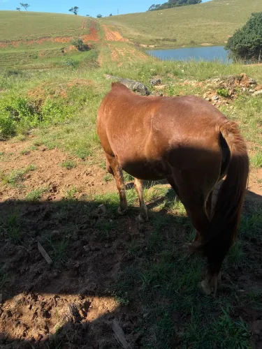 Égua 