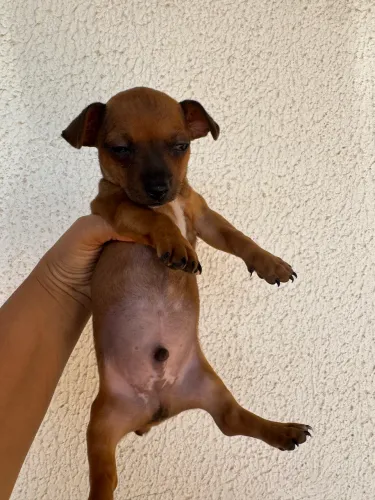 Filhotes de Pinscher