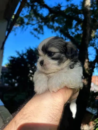 Filhote Shih-tzu pedigree 