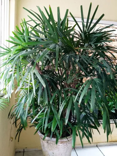 Lindas zamioculcas e palmeiras .