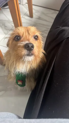 Cachorro