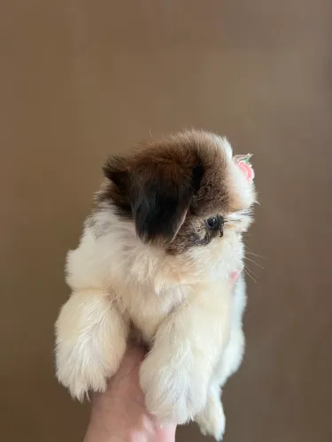 Filhote de SHIHTZU
