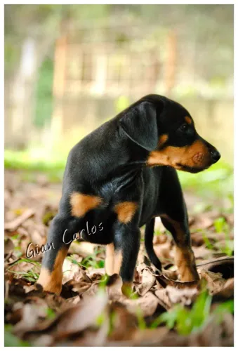 Doberman 