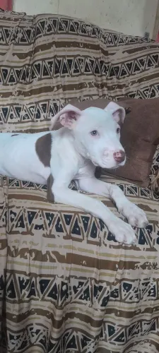 Alguém sabe quem faz cirurgia de orelha em pitbull?