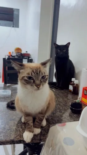 Doação de gatos