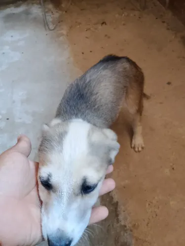 Doação de filhotes de cachorro
