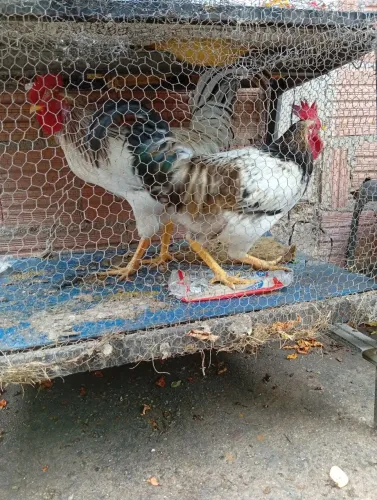 Vendo Galo