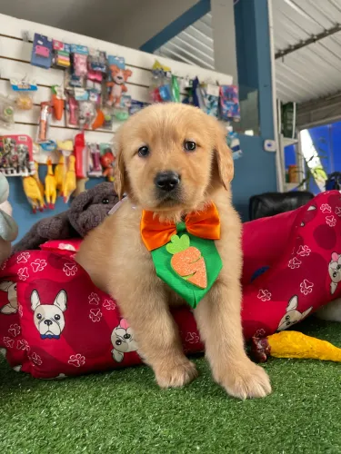 Lindo machinho de Golden ótima linguagem $2.800,00