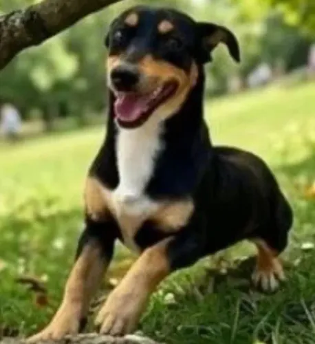 Doação de um querido, e amoroso cãozinho, chamado Billy