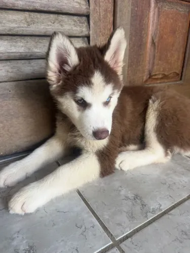 Filhote Husky siberiano 1,300,00
