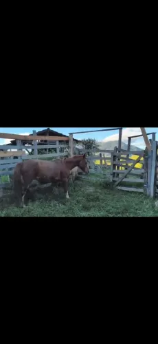 Égua e potra a venda