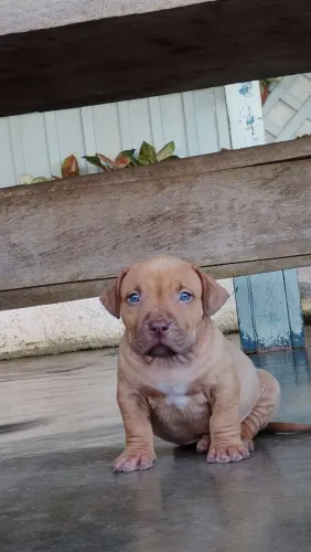 Pit monster