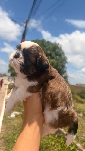 ? FILHOTE DE SHIH-TZU MACHO - R$ 1300?