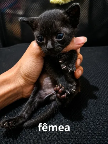 gatos
