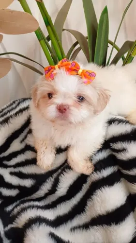 Que coisa linda fêmea e macho
